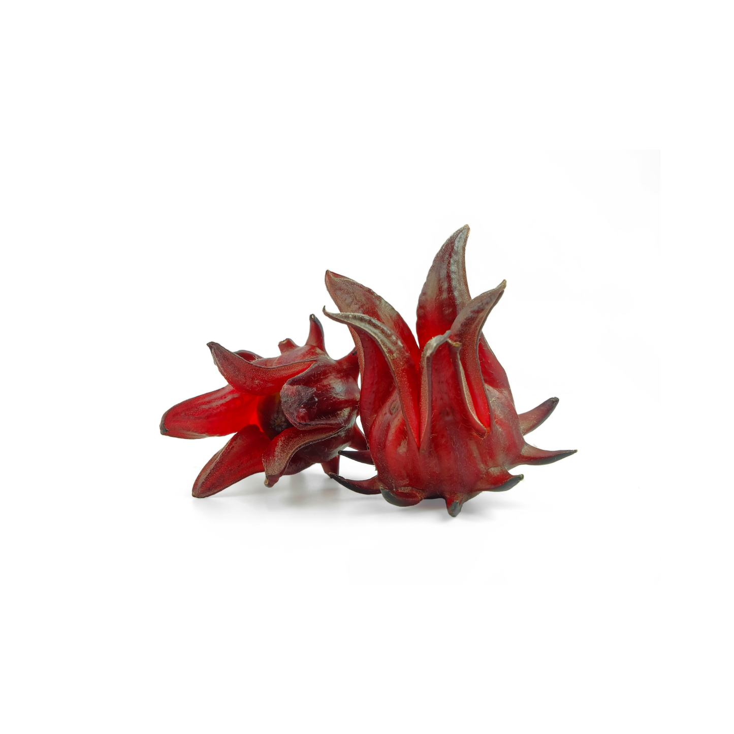 Hibiscus|كركديه