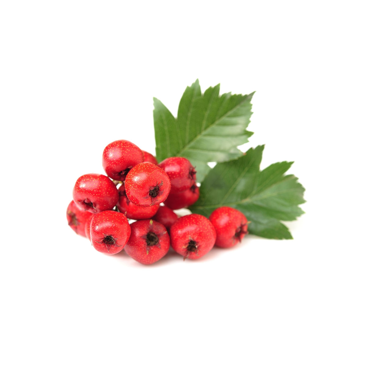 Hawthorn|عشبة زعرور