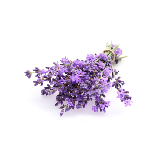 Lavender|عشبة لافندر