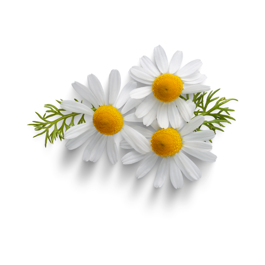 Chamomile|بابونج